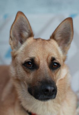 Kapalı - köpek odaklı, seçici odaklı