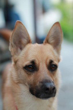 Şirin bir köpeğin portresi