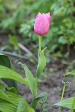 İçinde su damlaları olan pembe bir çiçeğin yakın çekimi.