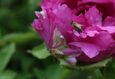 Bahçedeki pembe bir çiçekten polen topluyorum.