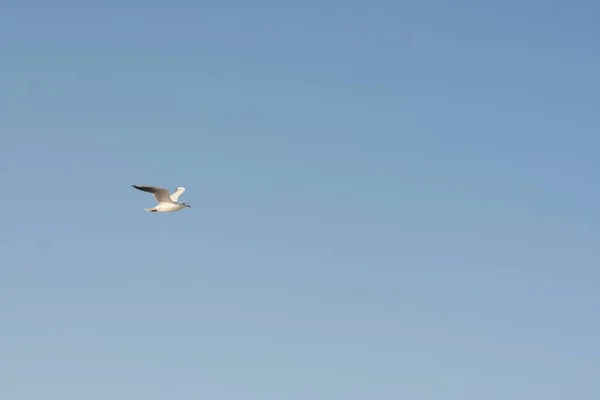 Белая Чайка Летит Голубом Небе — стоковое фото