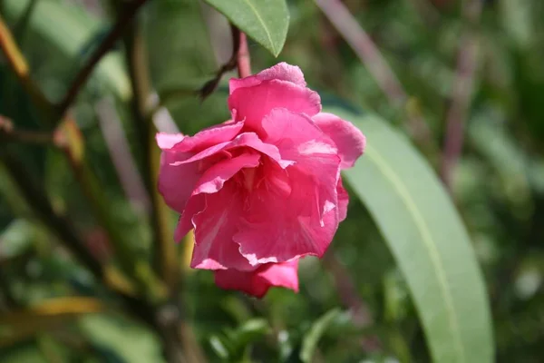Bahçedeki güzel pembe çiçek