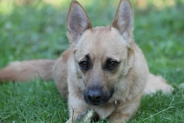 Parktaki sevimli küçük köpek