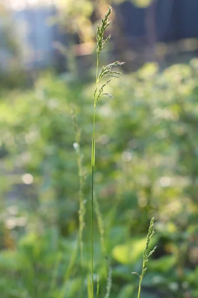 stock image green plant in the garden