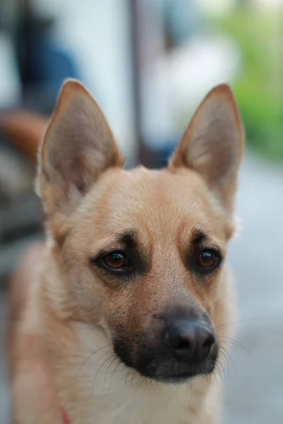 Şirin bir köpeğin portresi