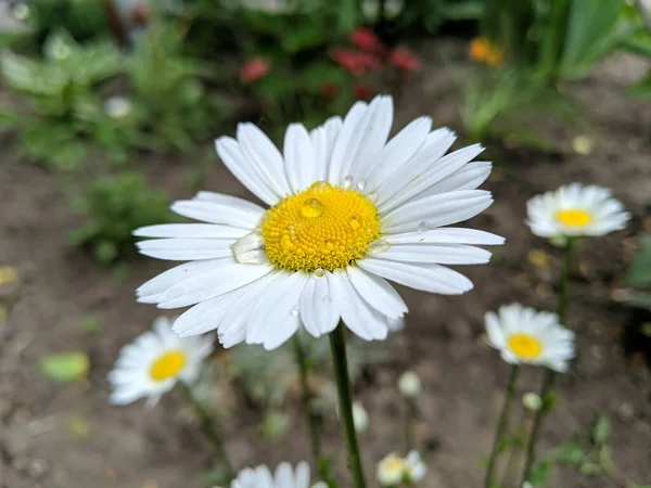Güzel papatya çiçeği Bir damla çiğ ile