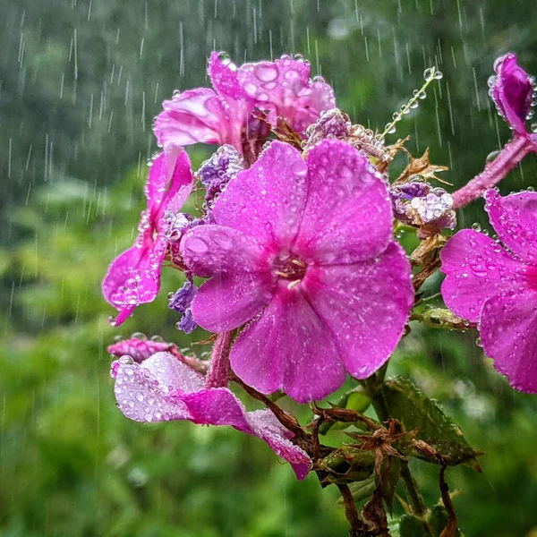 beautiful flowers in the rain