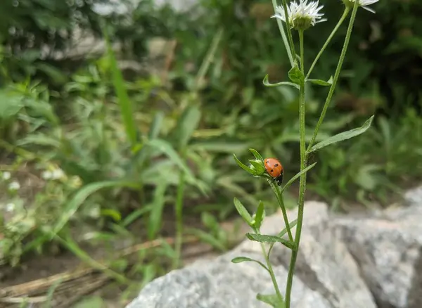 Küçük kırmızı uğur böceği. 