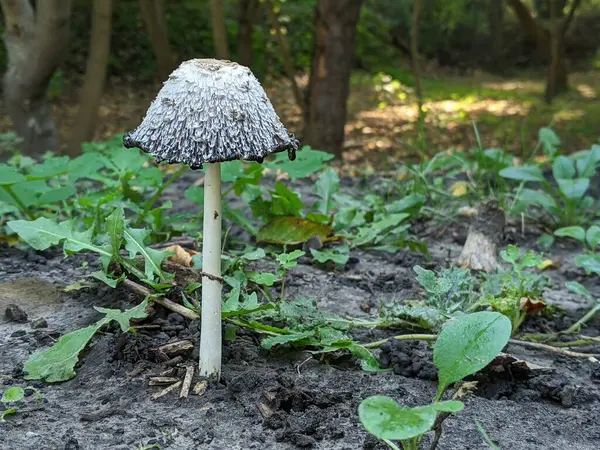 Ormanda yerde mantar sineği gibi uçuyor.