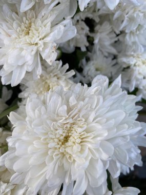 Bahçedeki beyaz çiçek 