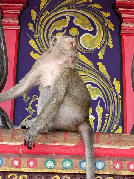 Scimmia Nel Tempio Kathmandu — Foto Stock