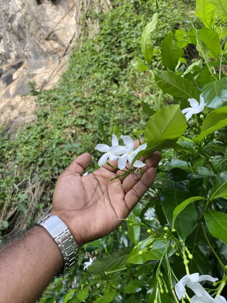 Güzel botanik fotoğrafı, doğal duvar kağıdı. 