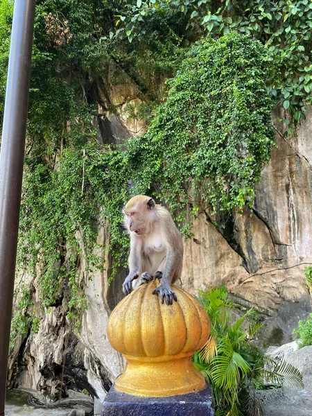 공원에 원숭이 — 스톡 사진
