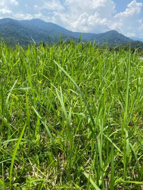 Taman Tasik Milenyumu Malezya 'da 