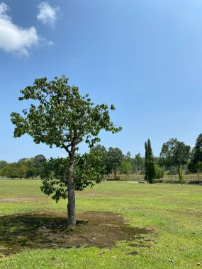 Taman Tasik Milenyumu Malezya 'da 