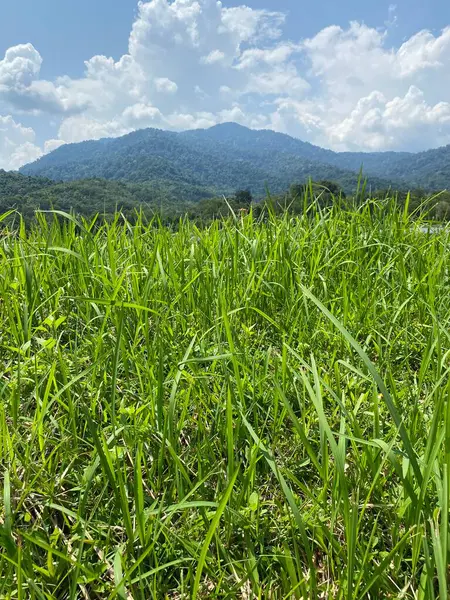 Taman Tasik Milenyumu Malezya 'da 