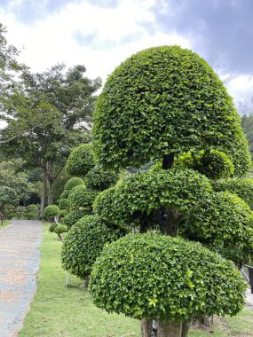 Güzel botanik fotoğrafı, doğal duvar kağıdı. 
