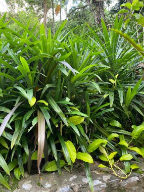 Malezya 'daki Perdana Botanik Bahçesi 