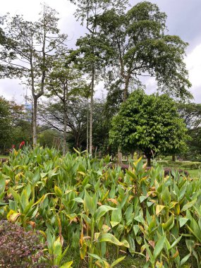 Malezya 'daki Perdana Botanik Bahçesi