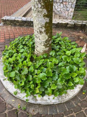 Malezya 'daki Perdana Botanik Bahçesi