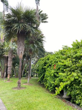 Malezya 'daki Perdana Botanik Bahçesi