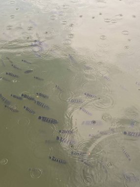 Malezya 'daki Perdana Botanik Bahçesi