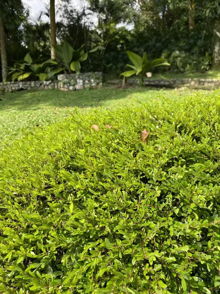 Jardín Botánico Perdana Malasia — Foto de Stock