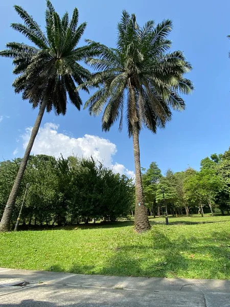 Jardín Botánico Perdana Malasia — Foto de Stock