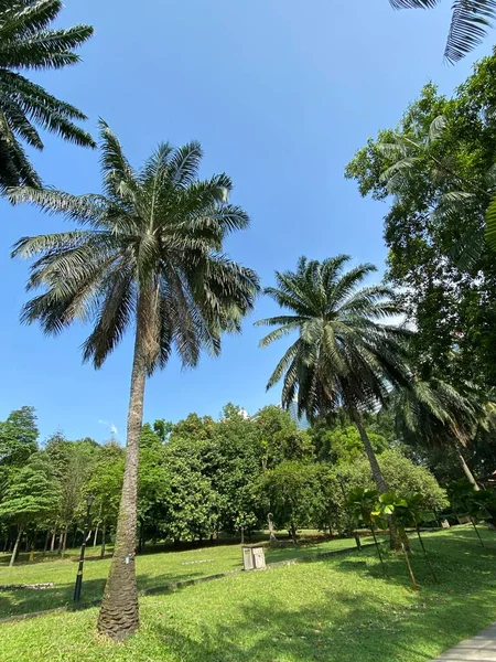 Ботанический Сад Пердана Малайзии — стоковое фото