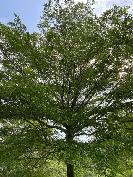 Гілки Дерева Лісі Флорі Природі — стокове фото