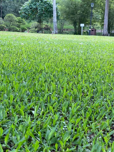 庭の緑の草 — ストック写真