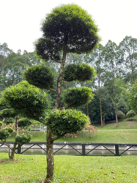 Árbol Verde Jardín — Foto de Stock