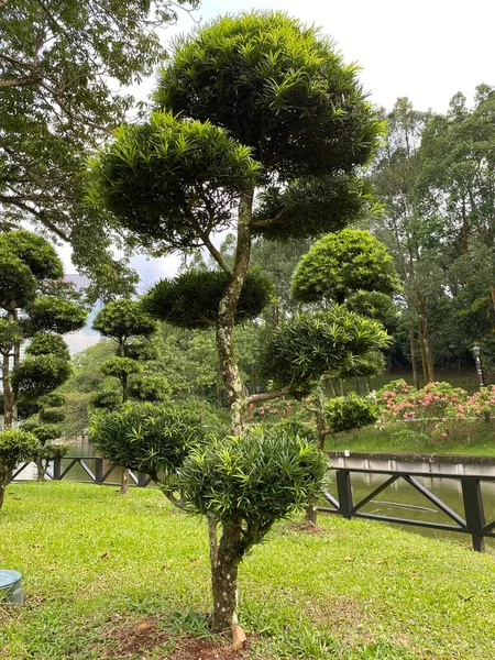 Uma Árvore Com Uma Bela Flor Jardim — Fotografia de Stock