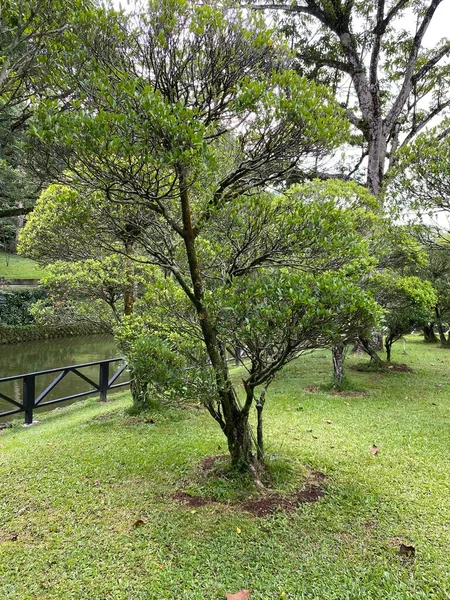 Bahçedeki Yeşil Ağaçlar — Stok fotoğraf