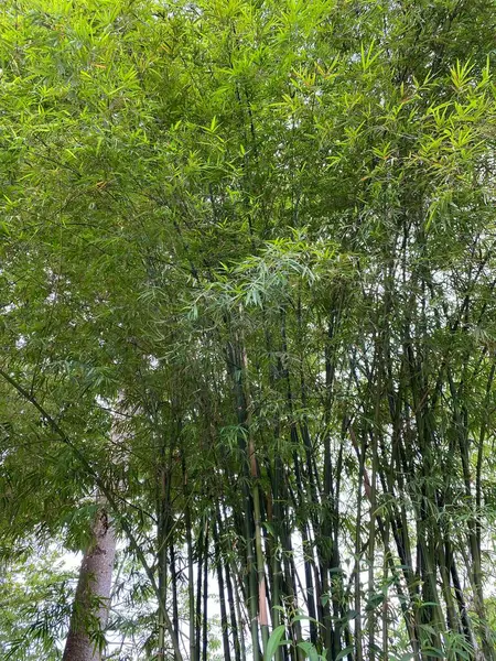 Зелений Ліс Вранці — стокове фото