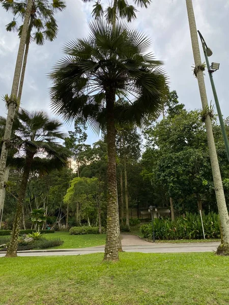 Περντάνα Βοτανικός Κήπος Στη Μαλαισία — Φωτογραφία Αρχείου