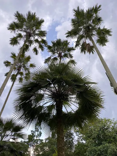 Malezya 'daki Perdana Botanik Bahçesi 