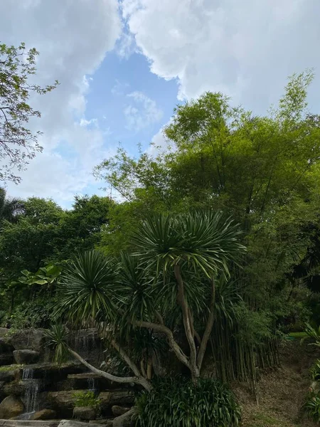 Perdanas Botaniska Trädgård Malaysien — Stockfoto