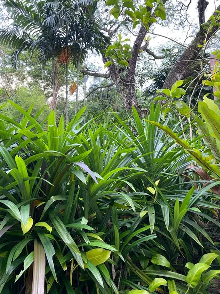 말라야 식물원 — 스톡 사진