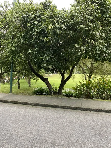 Botanischer Garten Perdana Malaysia — Stockfoto