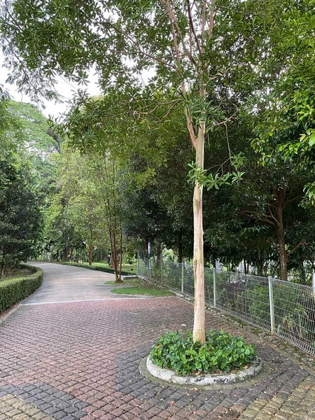 Περντάνα Βοτανικός Κήπος Στη Μαλαισία — Φωτογραφία Αρχείου