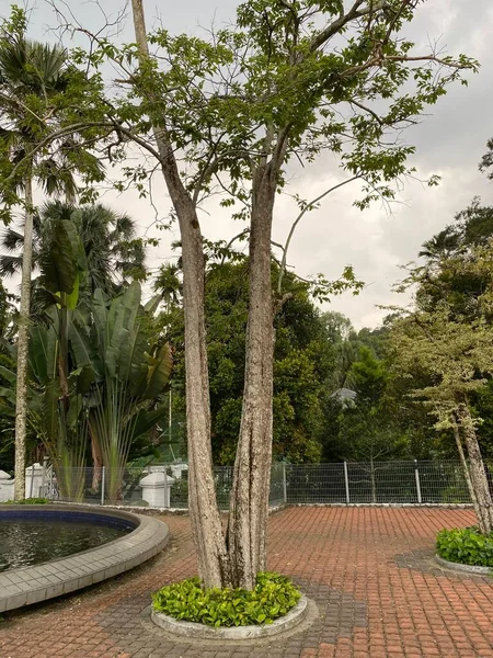 Ботанический Сад Пердана Малайзии — стоковое фото