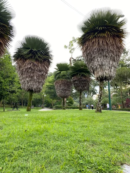 말라야 식물원 — 스톡 사진