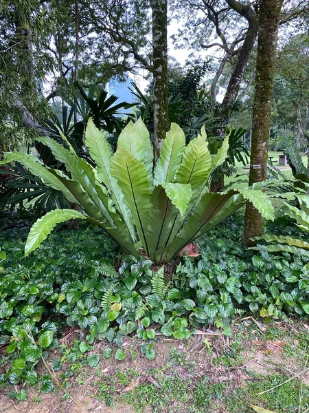 Perdana Botanikus Kert Malajziában — Stock Fotó