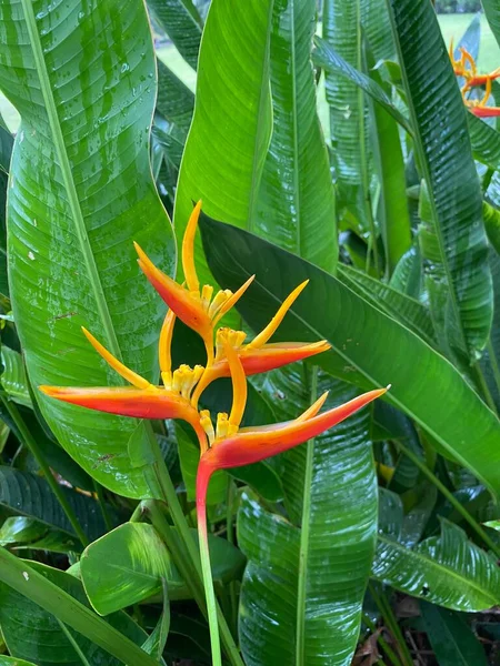 stock image Perdana Botanical Garden in malaysia