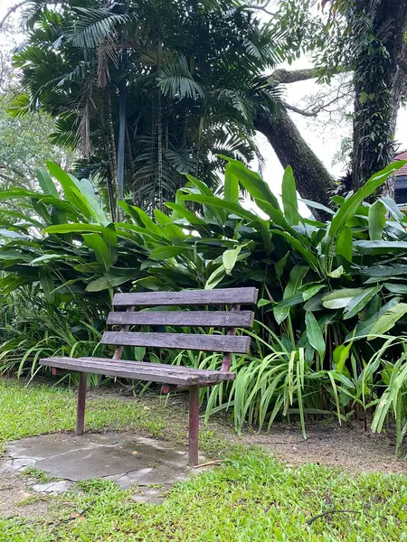 Perdanas Botaniska Trädgård Malaysien — Stockfoto