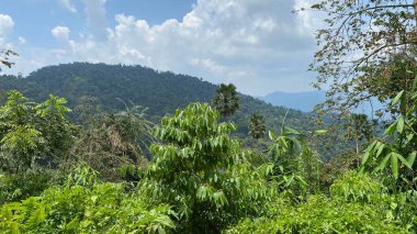 Malezya 'da colmar tropicale bukit tinggi