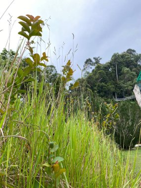 Bahçedeki yeşil bitkiler 