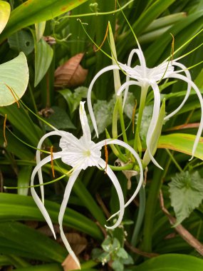 Bahçedeki beyaz çiçek 