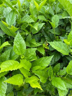 Bahçede yeşil yapraklar 